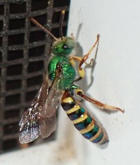 Agapostemon poeyi