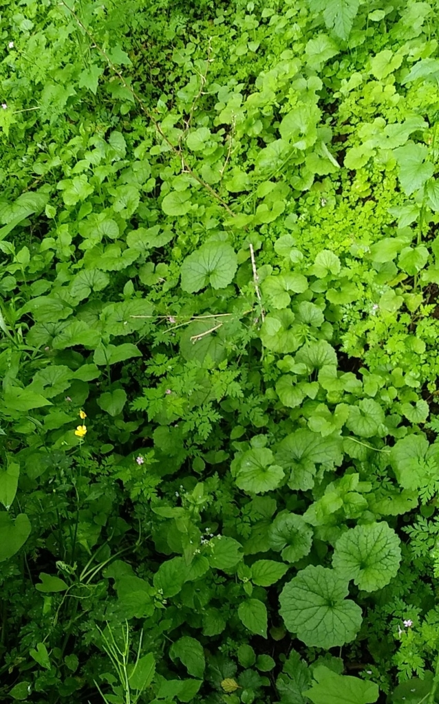 garlic mustard from Washington County, USOR, US on June 18, 2022 at 1138 AM by Casey Coleman