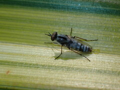 Ozodiceromyia notata