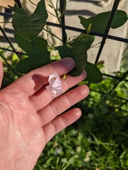 Convolvulus arvensis