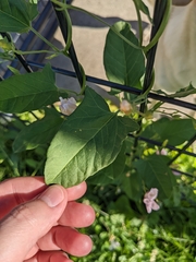 Convolvulus arvensis