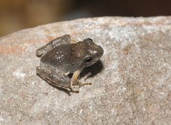 Ota's Stream Tree Frog photo 5