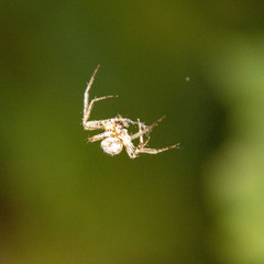 Araneus pegnia