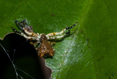 Phrynarachne ceylonica