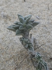 Astragalus trifoliatus