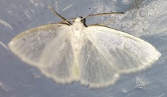 Lomographa vestaliata