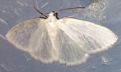 Lomographa vestaliata