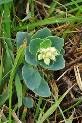 Phedimus subcapitatum