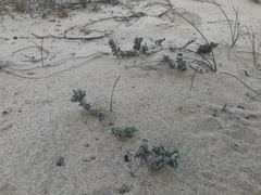 Astragalus trifoliatus