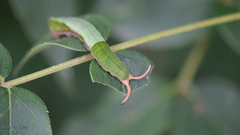 Dichorragia nesimachus