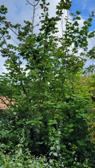 Acer circinatum