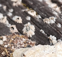 Austrominius modestus