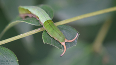 Dichorragia nesimachus