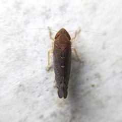 Portaninae