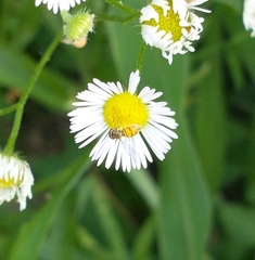 Toxomerus marginatus