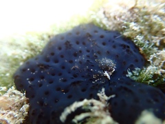 Eudistoma obscuratum