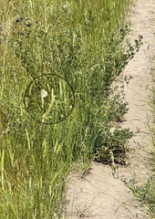 Polyommatinae