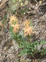 Astragalus agrestis