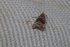 Cobubatha hippotes
