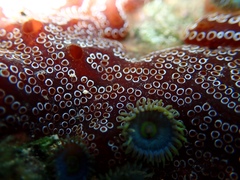 Distaplia bermudensis