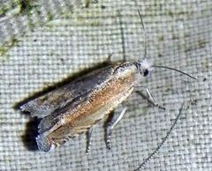 Eucosma raracana