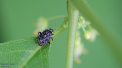 Charagochilus angusticollis