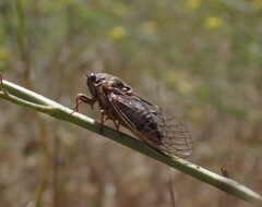 Tibicinina