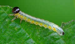 Euura melanocephalus