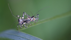 Sphedanolestes impressicollis