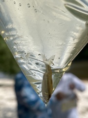 Hybognathus nuchalis