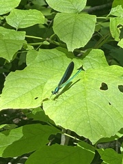 Calopteryx maculata
