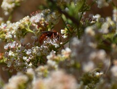 Tachypompilus unicolor
