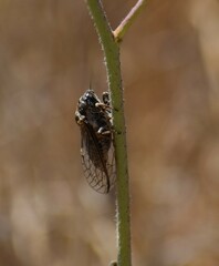 Tibicinina