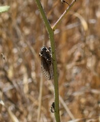 Tibicinina