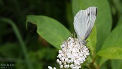 Pieris melete