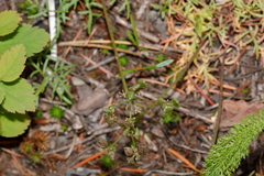 Lomatium geyeri