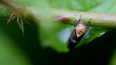 Drabescus conspicuus