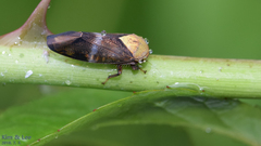Drabescus conspicuus