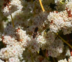 Tachypompilus unicolor