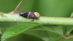 Drabescus conspicuus