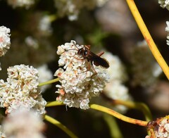 Tachypompilus unicolor