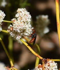 Tachypompilus unicolor