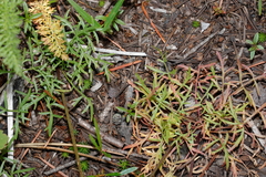 Lomatium geyeri