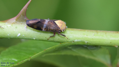Drabescus conspicuus