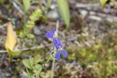 Delphinium sutherlandii