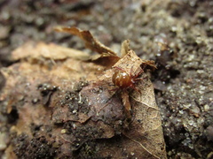 Euryopis flavomaculata