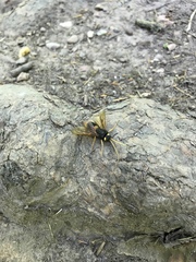 Urocerus gigas