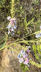 Desmodium cajanifolium