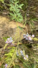 Desmodium cajanifolium