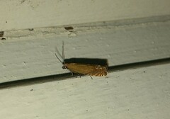 Lathronympha strigana